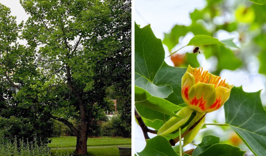 A large tulip tree growing in a natural area in NE Ohio.