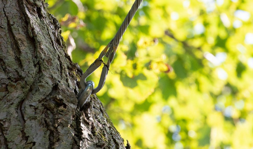 Steel cable for tree bracing attached to mature trunk