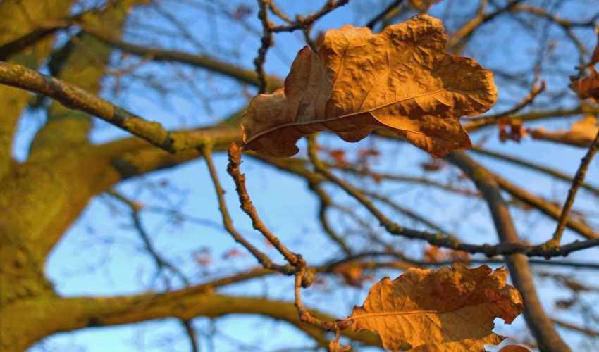Crispy, wilted golden-brown autumn leaves hanging from bare tree branches against a blue sky, backlit by warm sunlight
