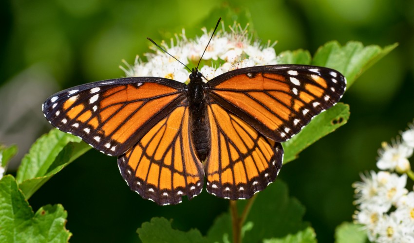 A viceroy butterfly on a flower, outside a home in Lake County, Ohio.