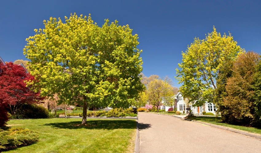 A residential street near Cleveland Ohio with a variety of tree species creating curb appeal.