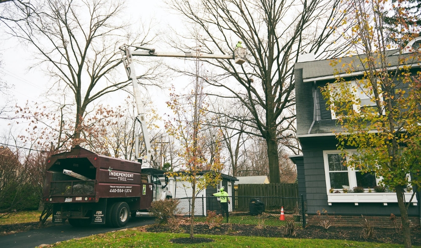 Independent Tree crew with a bucket truck used to prune branches of a tree near a house in North Ohio area