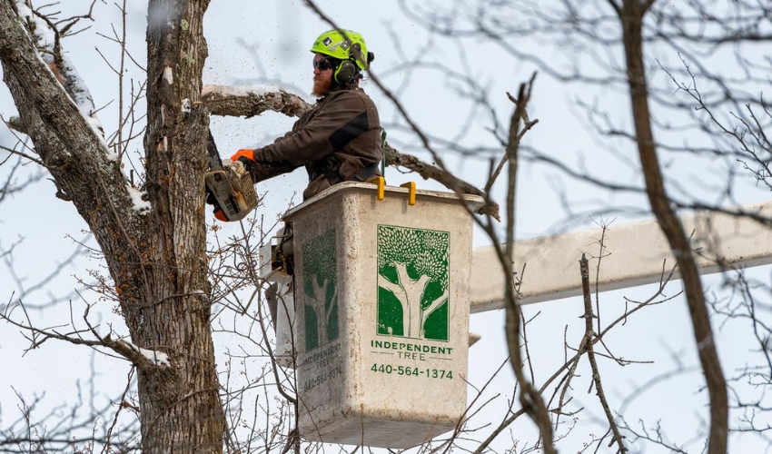 Tree crew on a bucket for safety on pruning a large tree during winter in North Ohio