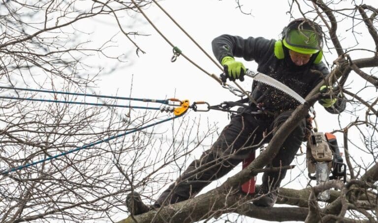 5 Benefits of Winter Tree Pruning in Northeast Ohio
