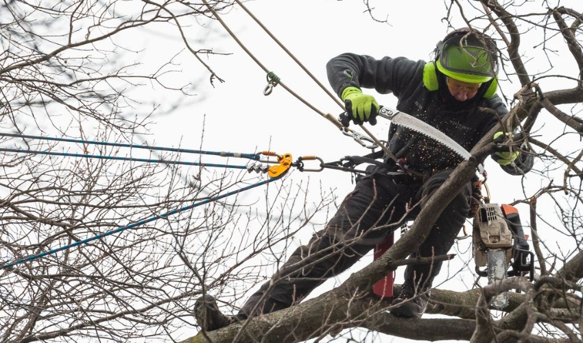 Arborist of Independent Tree team, harnessed to a crane and pruning a tree before a winter storm