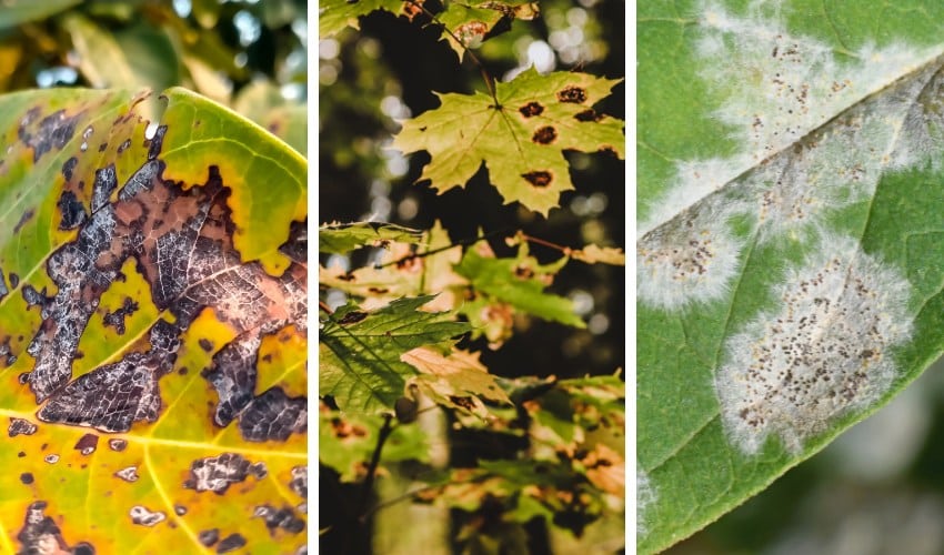 Three-panel comparison showing anthracnose with irregular brown papery patches on the left, Phyllosticta leaf spot with dark-bordered lesions in the center, and white powdery mildew coating on a leaf surface on the right.