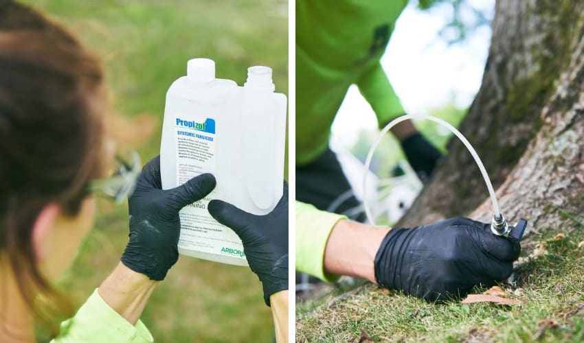 Independent Tree plant health care technician in black gloves holding a bottle of Propizol systemic fungicide on the left, and injecting fungicide into a tree trunk through a port on the right.