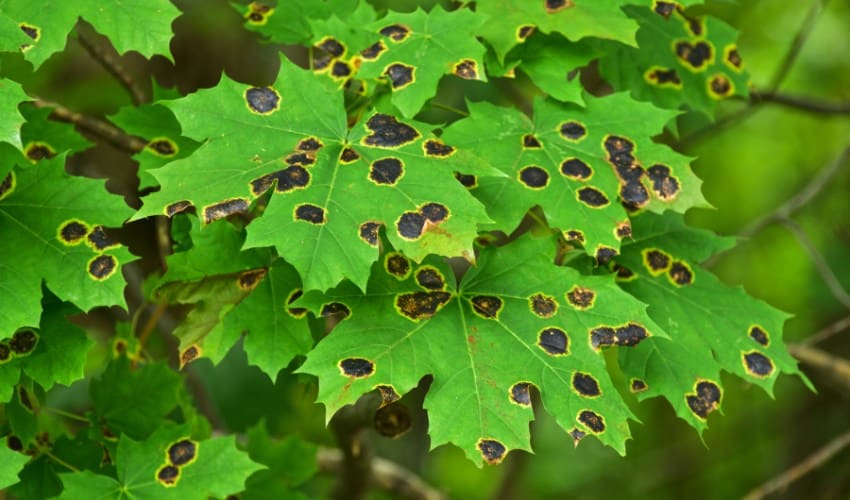 Close-up of bright green maple leaves covered with raised black tar spot lesions surrounded by yellow halos.