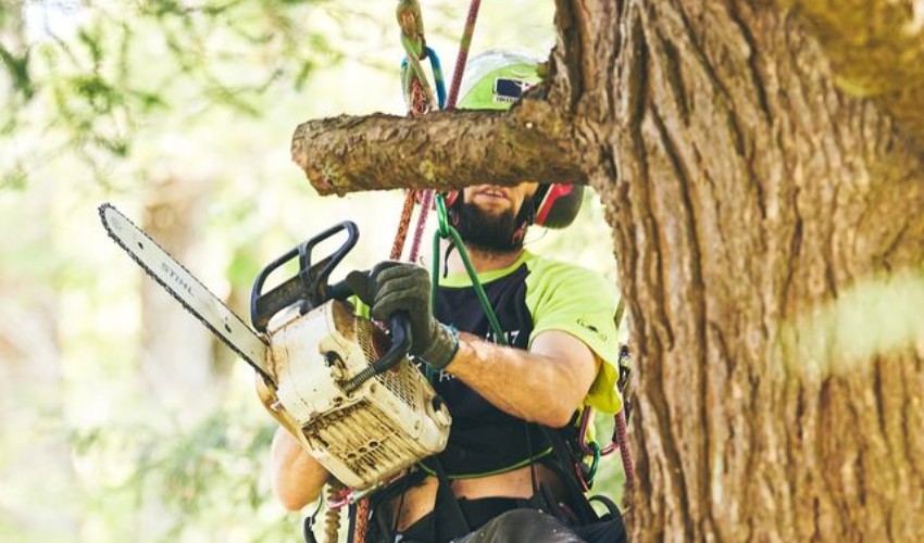 Independent Tree Certified Arborist wearing safety helmet and harness while pruning a large branch with a chainsaw, with cut limb suspended by rigging ropes.