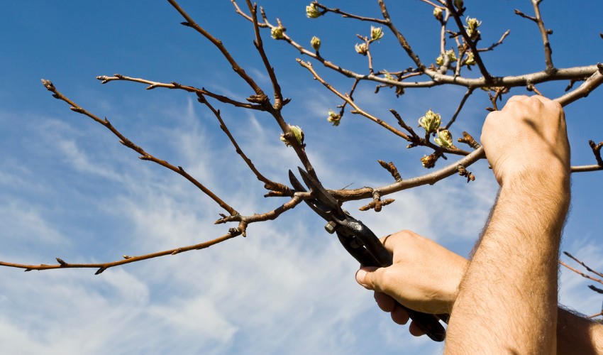 Hand holding bypass pruning shears cutting a small branch from a dormant tree with buds against a blue winter sky.