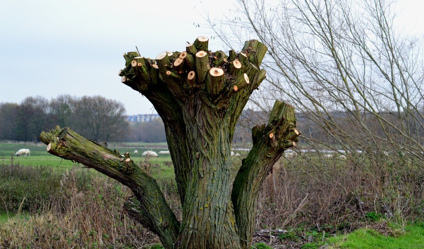 Severely topped tree with all main branches cut back to stubs, showing fresh cut wounds and no remaining canopy structure.