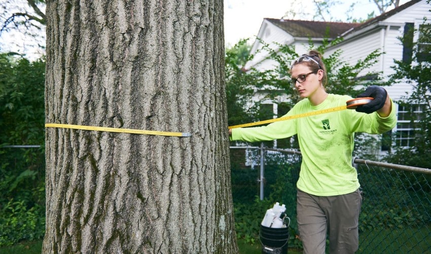 An Independent Tree arborist in a high-visibility shirt measures the diameter of a large tree trunk with a tape measure in a residential backyard.