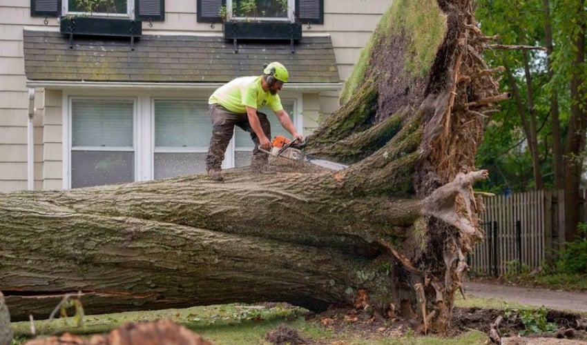 A tree service worker in a green helmet uses a chainsaw to cut through the trunk of a large uprooted tree that has fallen in a residential yard.