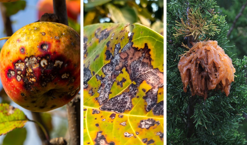 A three-panel image shows apple scab lesions on fruit, anthracnose damage on a yellowing leaf, and orange cedar-apple rust galls on an evergreen branch.