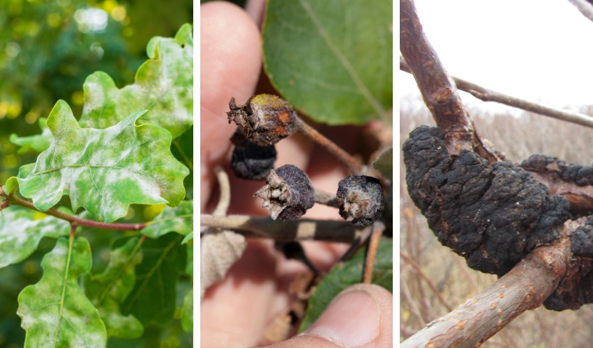 A three-panel image shows white powdery mildew coating on oak leaves, dark warty black knot growths on branches, and severe black knot infection encircling a branch.