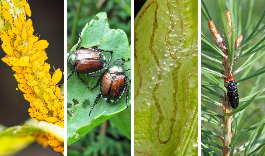 Four-panel close-up of common Northeast Ohio landscape pests: a dense yellow aphid colony on a stem (left), two metallic-green and copper Japanese beetles on a chewed leaf (center-left), winding pale leafminer trails across a leaf surface (center-right), and a black pine sawfly perched on a pine shoot (right).