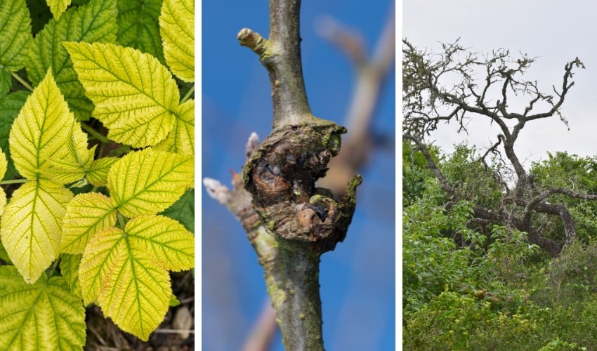 Three-panel comparison of common tree problems: green leaves with yellow interveinal chlorosis between dark green veins (left), a swollen woody canker bulging from a thin tree branch (center), and the bare gray skeleton of a dead oak silhouetted against an overcast sky (right).
