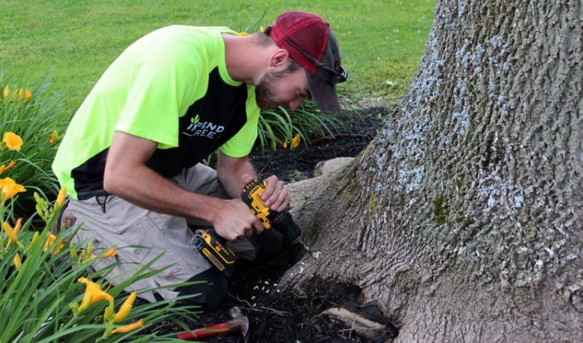 Independent Tree plant health care technician kneeling at the base of a mature tree, using a cordless drill to perform a trunk injection treatment, with daylilies blooming in the foreground.