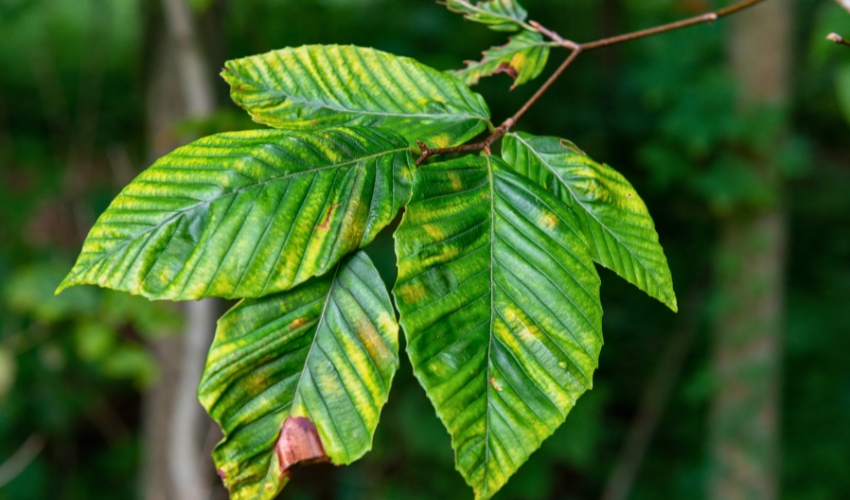 Beech tree leaves showing dark striped symptoms of beech leaf disease affecting trees in northeast Ohio.