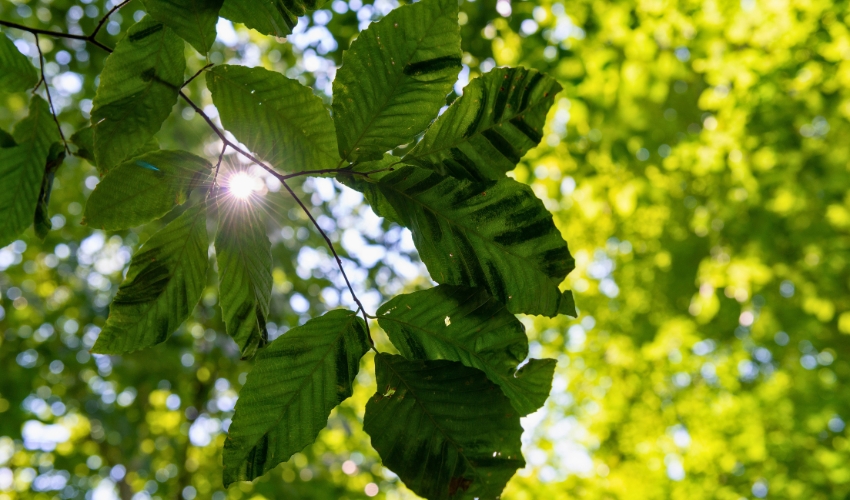 Backlit beech leaves displaying characteristic striping pattern caused by beech leaf disease in Northeast Ohio.