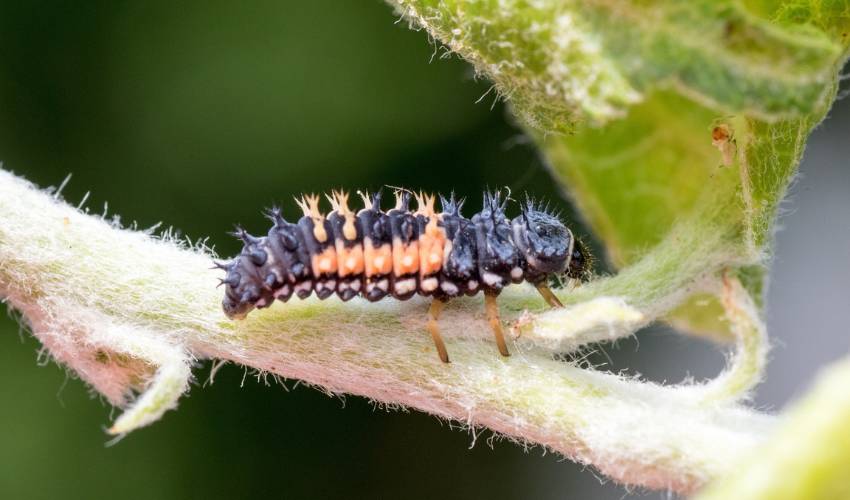 An orange and black ladybug larva sits on the tan stem of a plant.