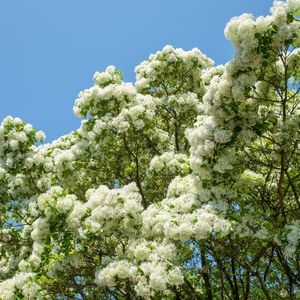 Flowering white fringe tree