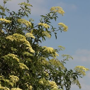 Flowering ivory silk lilac