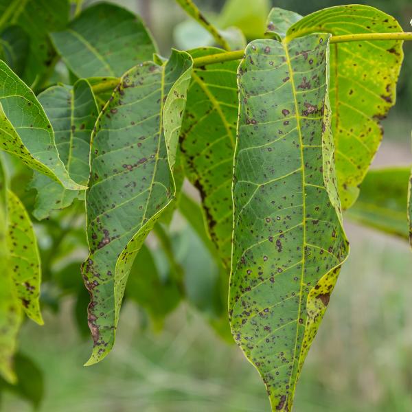 IT-website-local-page-section-anthracnose