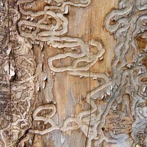 IT-website-local-page-section-emerald-ash