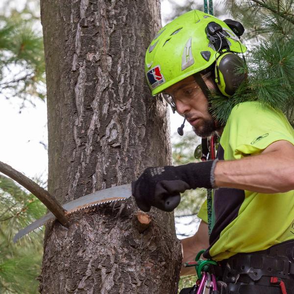 IT-website-local-page-section-triming-pruning
