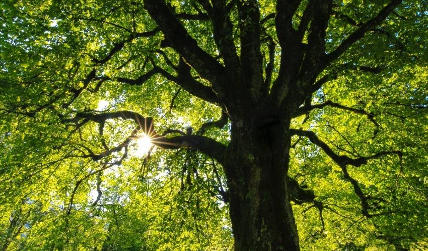 A healthy, strong tree with thick limbs reaching for the sky stands tall as the sunshine flares through gaps in the dense green foliage.