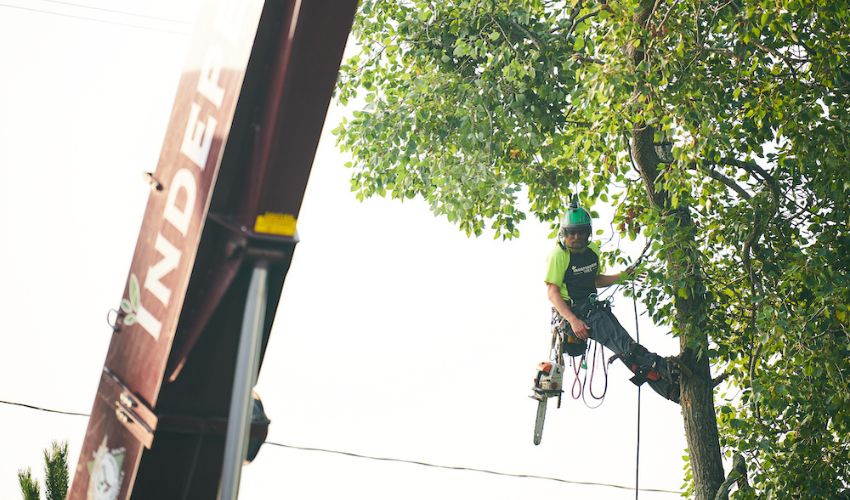 An Independent Tree crane on the left and a climber in a tree on the right