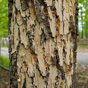 Ash blonding or peeling bark on an ash tree after EAB infestation.