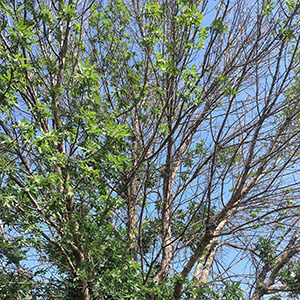 Crown dieback in an ash tree caused by EAB infestation.