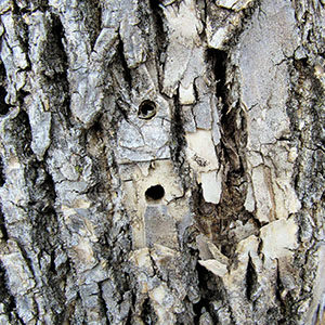 exit holes in ash tree caused by emerald ash borer.