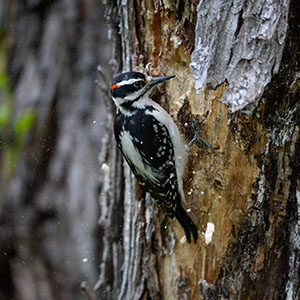Hairy woodpecker on a dying ash tree in Ohio.