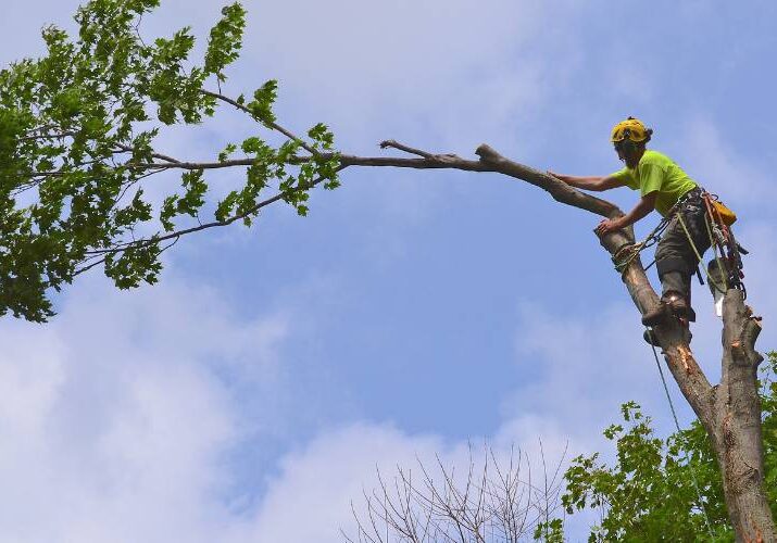It’s important to prepare for a tree removal as removals involve a mix of heavy equipment and removal technicians who may have to climb trees as shown here.