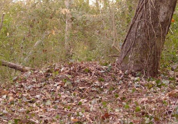 A leaning tree stands in the forest as the ground is littered with fallen brown leaves.