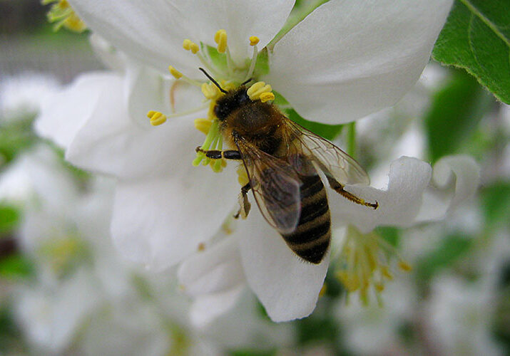 honey bee pollinating a flower