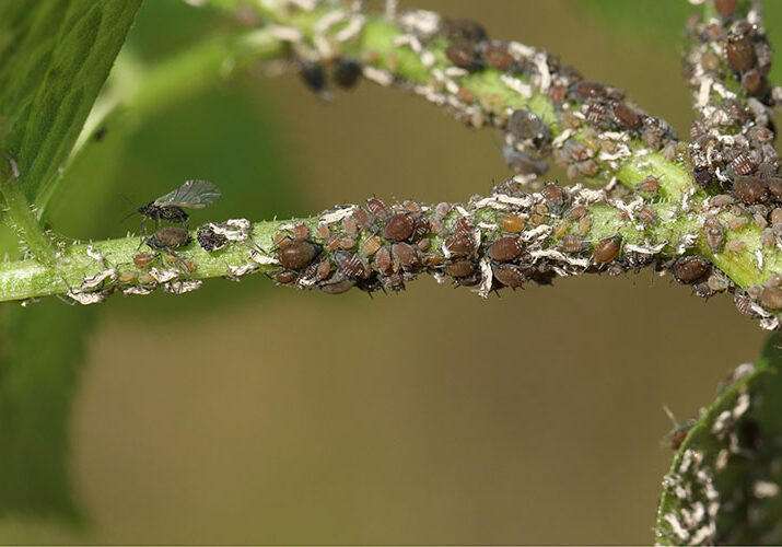 aphids on a branch
