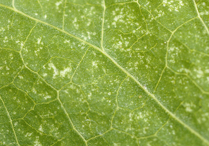 spider mite damage on a leaf