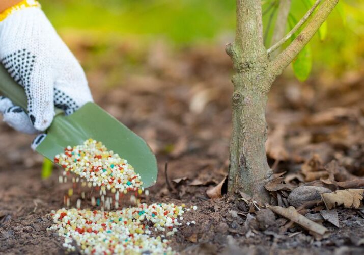 Pellet fertilizer being applied near a young tree in Ohio.