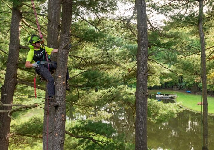 An arborist from Independent Tree pruning a pine tree near a pond in Northeast Ohio.