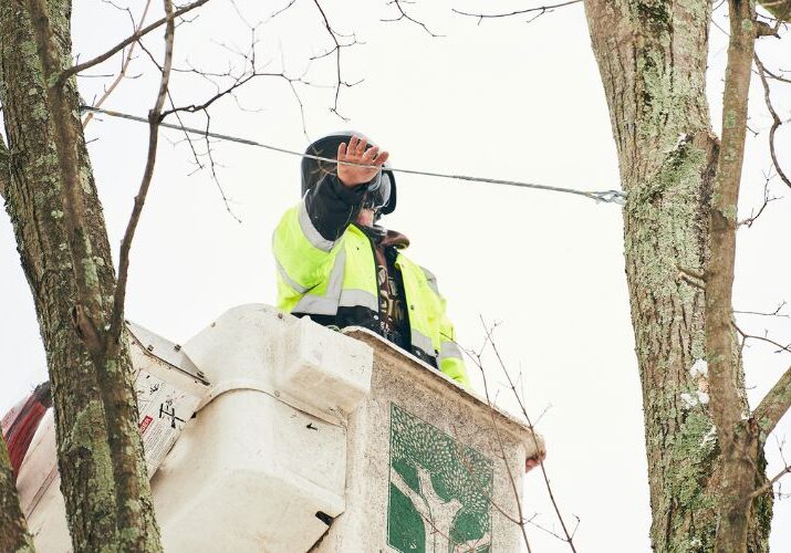 Independent Tree installing cables in a dormant tree in Cuyahoga County, OH.