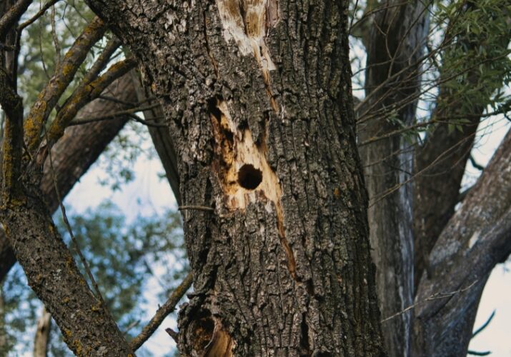 A weak, decaying tree trunk with large holes at a property in Portage County, OH.