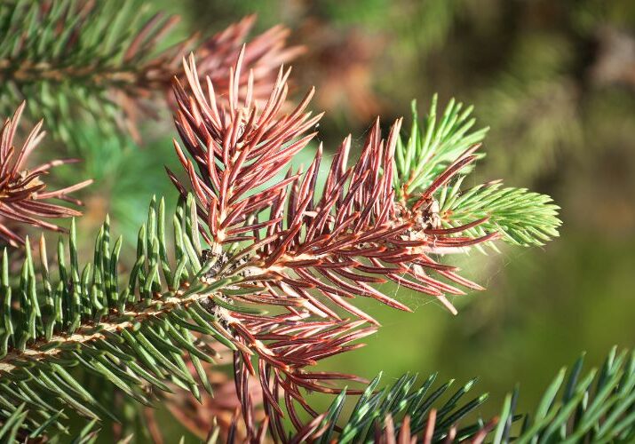 Browning needles on a spruce tree in Ohio with small webbing point to a pest or disease issue, such as spider mites.