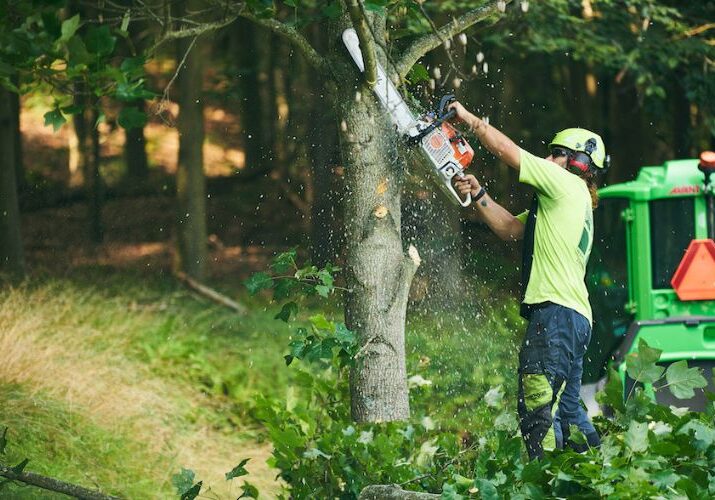 Independent Tree removing an invasive tree species at a home in Northeast Ohio.