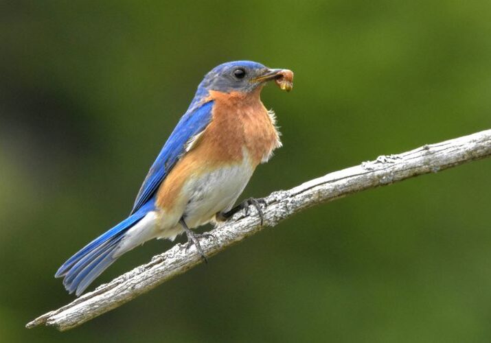 An eastern bluebird enjoying a snack in a yard in NE Ohio.