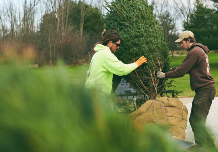 The team at Independent Tree planting evergreen trees in the fall in NE Ohio.