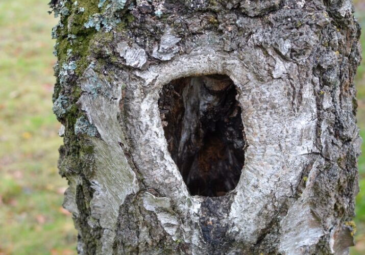 Close-up of a tree trunk with a hollow cavity caused by decay.